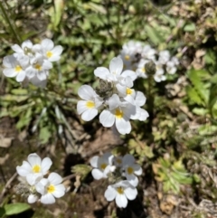 Euphrasia collina subsp. glacialis at Kosciuszko National Park, NSW - 21 Jan 2022