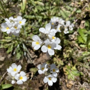 Euphrasia collina subsp. glacialis at Kosciuszko National Park, NSW - 21 Jan 2022 11:57 AM