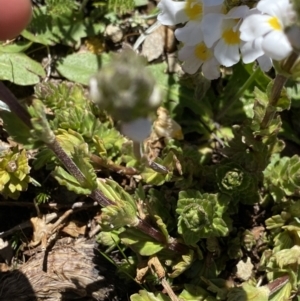 Euphrasia collina subsp. glacialis at Kosciuszko National Park, NSW - 21 Jan 2022