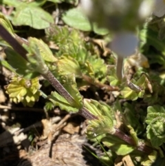 Euphrasia collina subsp. glacialis at Kosciuszko National Park, NSW - 21 Jan 2022 11:57 AM