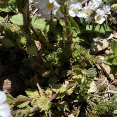 Euphrasia collina subsp. glacialis at Kosciuszko National Park, NSW - 21 Jan 2022