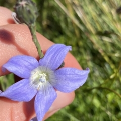 Wahlenbergia ceracea (Waxy Bluebell) at Kosciuszko National Park, NSW - 21 Jan 2022 by NedJohnston