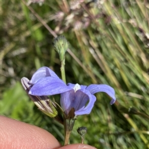 Wahlenbergia ceracea at Kosciuszko National Park, NSW - 21 Jan 2022