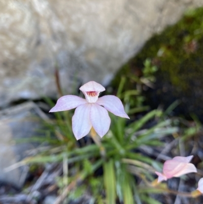 Caladenia alpina (Mountain Caps) at Kosciuszko National Park, NSW - 21 Jan 2022 by Ned_Johnston