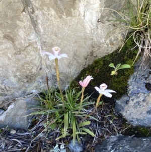 Caladenia alpina at Kosciuszko National Park, NSW - suppressed