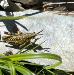 Monistria concinna (Southern Pyrgomorph) at Kosciuszko National Park, NSW - 21 Jan 2022 by Ned_Johnston