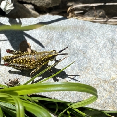 Monistria concinna (Southern Pyrgomorph) at Kosciuszko National Park, NSW - 21 Jan 2022 by NedJohnston