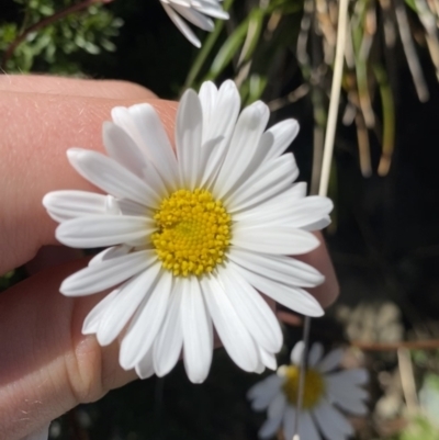 Brachyscome nivalis (Snow Daisy) at Kosciuszko National Park - 21 Jan 2022 by Ned_Johnston