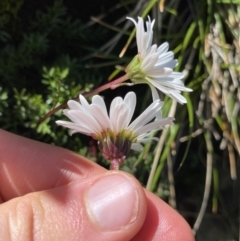 Brachyscome nivalis at Kosciuszko National Park, NSW - 21 Jan 2022