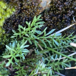 Brachyscome nivalis at Kosciuszko National Park, NSW - 21 Jan 2022