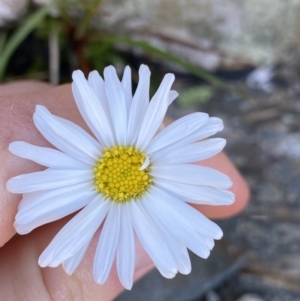 Brachyscome stolonifera at Kosciuszko National Park, NSW - 21 Jan 2022