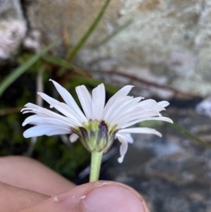 Brachyscome stolonifera at Kosciuszko National Park, NSW - 21 Jan 2022