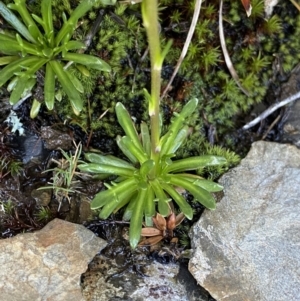 Brachyscome stolonifera at Kosciuszko National Park, NSW - 21 Jan 2022