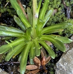 Brachyscome stolonifera at Kosciuszko National Park, NSW - 21 Jan 2022