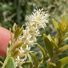 Orites lancifolius (Alpine Orites) at Kosciuszko National Park, NSW - 21 Jan 2022 by NedJohnston