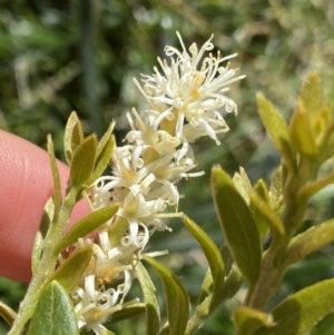 Orites lancifolius at Kosciuszko National Park, NSW - 21 Jan 2022