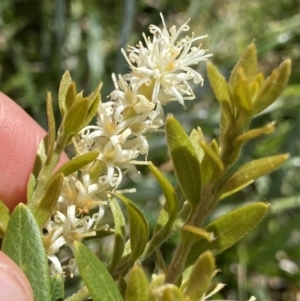 Orites lancifolius at Kosciuszko National Park, NSW - 21 Jan 2022