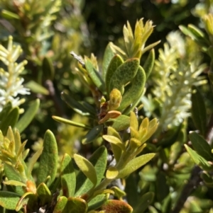 Orites lancifolius at Kosciuszko National Park, NSW - 21 Jan 2022