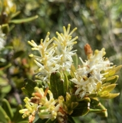 Orites lancifolius at Kosciuszko National Park, NSW - 21 Jan 2022