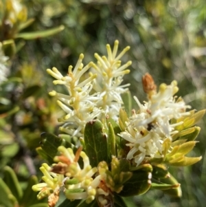 Orites lancifolius at Kosciuszko National Park, NSW - 21 Jan 2022