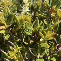 Orites lancifolius at Kosciuszko National Park, NSW - 21 Jan 2022