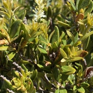 Orites lancifolius at Kosciuszko National Park, NSW - 21 Jan 2022