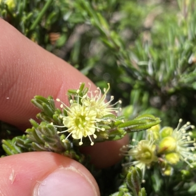 Kunzea muelleri (Yellow Kunzea) at Geehi, NSW - 21 Jan 2022 by Ned_Johnston