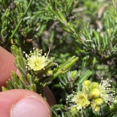 Kunzea muelleri at Geehi, NSW - 21 Jan 2022