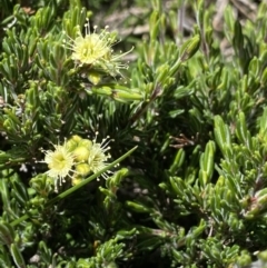 Kunzea muelleri at Geehi, NSW - 21 Jan 2022