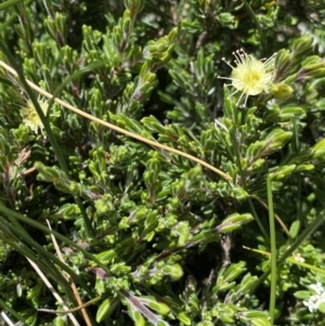 Kunzea muelleri at Geehi, NSW - 21 Jan 2022