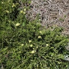 Kunzea muelleri at Geehi, NSW - 21 Jan 2022