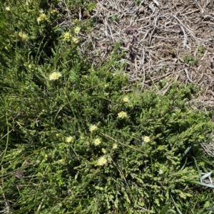 Kunzea muelleri at Geehi, NSW - 21 Jan 2022