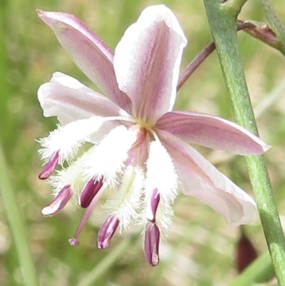 Arthropodium milleflorum (Vanilla Lily) at Namadgi National Park - 20 Jan 2022 by RobParnell