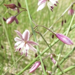 Arthropodium milleflorum at Cotter River, ACT - 20 Jan 2022 02:00 PM