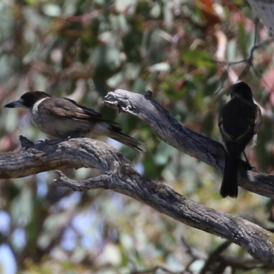 Cracticus torquatus (Grey Butcherbird) at Callum Brae - 27 Jan 2022 by RodDeb