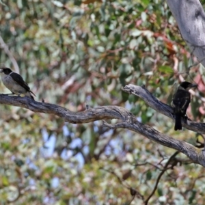 Cracticus torquatus at Jerrabomberra, ACT - 27 Jan 2022