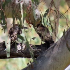 Cracticus torquatus at Jerrabomberra, ACT - 27 Jan 2022 12:33 PM