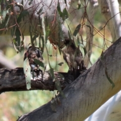 Cracticus torquatus at Jerrabomberra, ACT - 27 Jan 2022