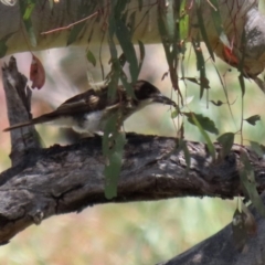 Cracticus torquatus at Jerrabomberra, ACT - 27 Jan 2022