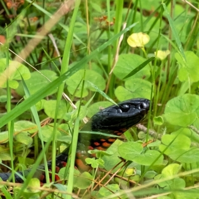 Pseudechis porphyriacus (Red-bellied Black Snake) at Penrose, NSW - 27 Jan 2022 by Aussiegall