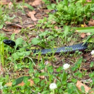 Pseudechis porphyriacus at Penrose, NSW - 27 Jan 2022