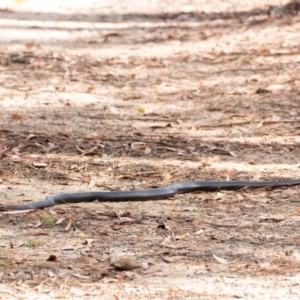 Pseudechis porphyriacus at Penrose, NSW - 27 Jan 2022