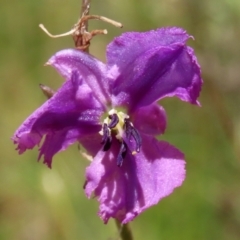 Arthropodium fimbriatum (Nodding Chocolate Lily) at Callum Brae - 27 Jan 2022 by RodDeb