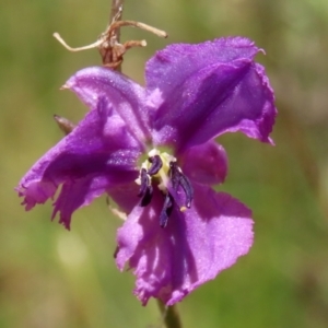 Arthropodium fimbriatum at Jerrabomberra, ACT - 27 Jan 2022