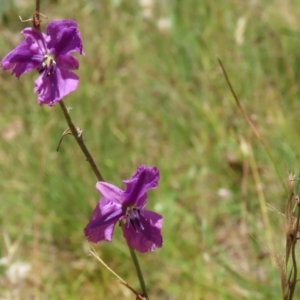 Arthropodium fimbriatum at Jerrabomberra, ACT - 27 Jan 2022