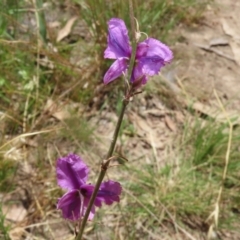 Arthropodium fimbriatum at Jerrabomberra, ACT - 27 Jan 2022