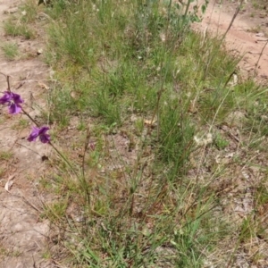 Arthropodium fimbriatum at Jerrabomberra, ACT - 27 Jan 2022