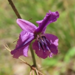 Arthropodium fimbriatum at Jerrabomberra, ACT - 27 Jan 2022 12:41 PM