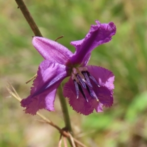 Arthropodium fimbriatum at Jerrabomberra, ACT - 27 Jan 2022