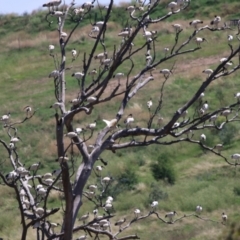 Threskiornis molucca at Jerrabomberra, ACT - 27 Jan 2022 12:09 PM